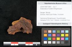 Foto (Objekt + Etikett) von Elaeocarpus muelleri Ettingshausen 1887 (NHMW-GEO-2024-0188-10383)